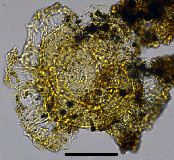 Muratodinium fimbriatum Mfim27X31011033401050a 40x.jpg